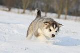 ALASKAN MALAMUTE 274
